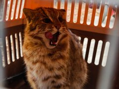 该成年雄性豹猫体重9.25公